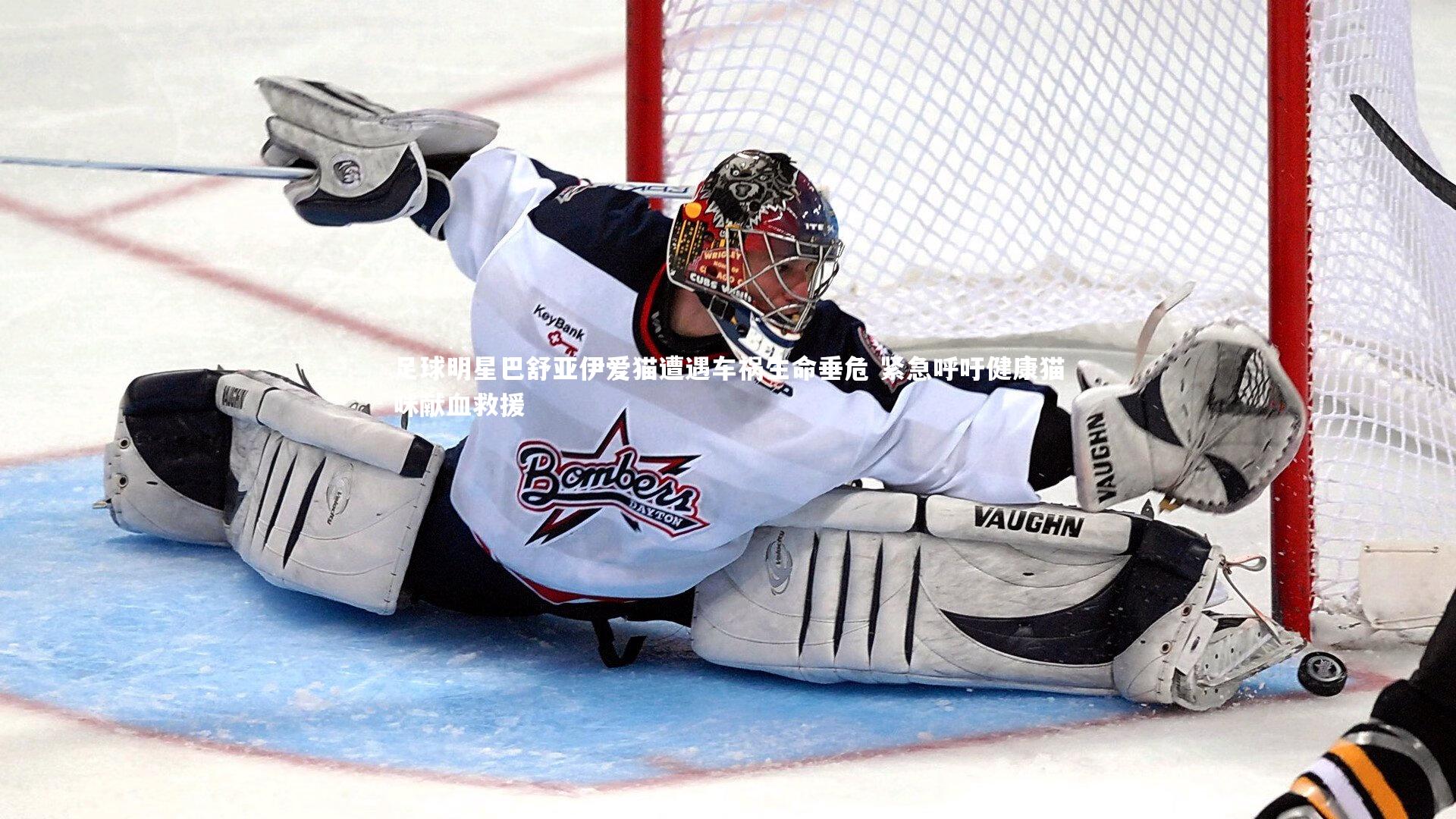 足球明星巴舒亚伊爱猫遭遇车祸生命垂危 紧急呼吁健康猫咪献血救援