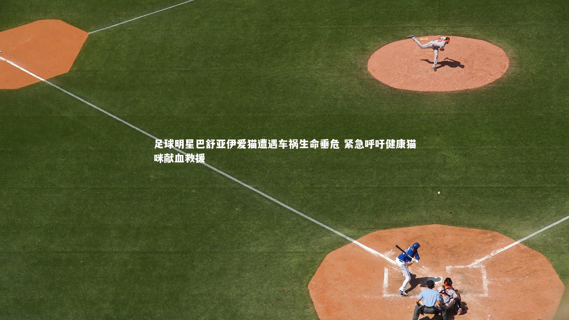 足球明星巴舒亚伊爱猫遭遇车祸生命垂危 紧急呼吁健康猫咪献血救援